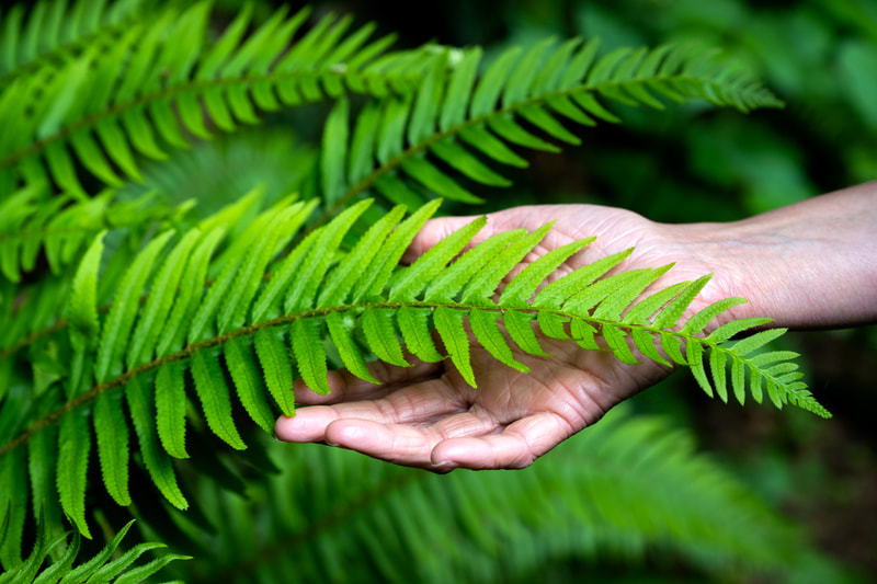 Hand under a fern in a park.